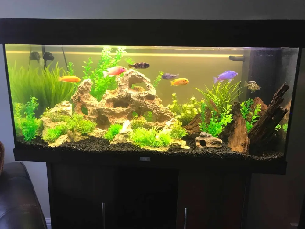 Hình ảnh bể Biotop đá cuội tự nhiên cho ngôi nhà của bạn