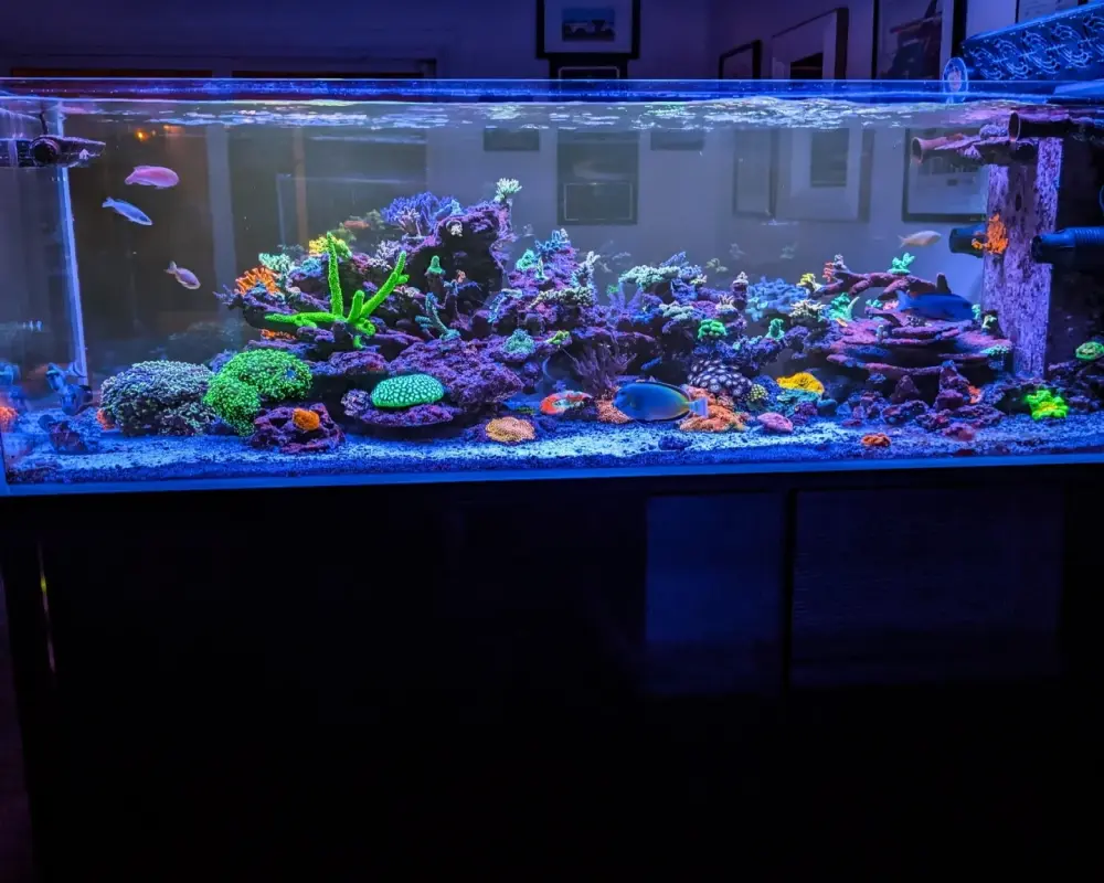 Top mẫu decor bể cá biển mini đẹp ấn tượng nhất