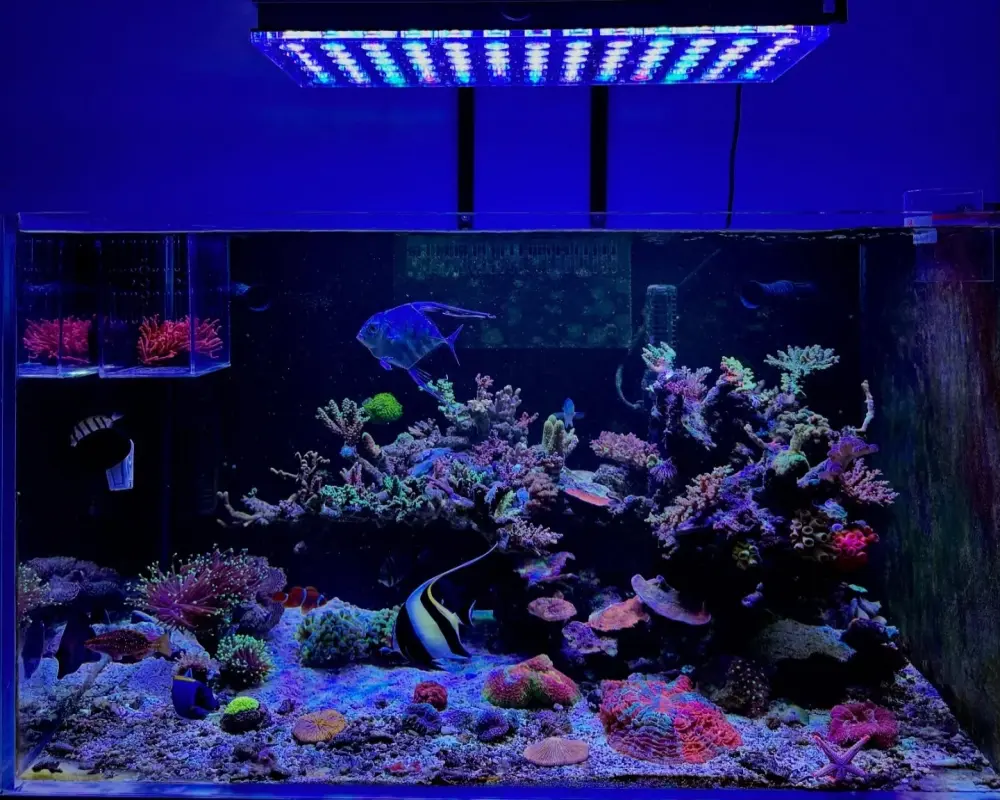 Những mẫu bể cá đúc sang trọng cho không gian hiện đại