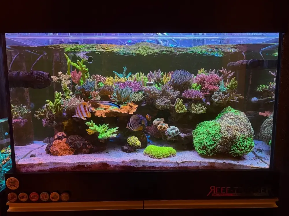 10+ Mẫu decor bể cá hình chữ nhật nâng tầm không gian sống