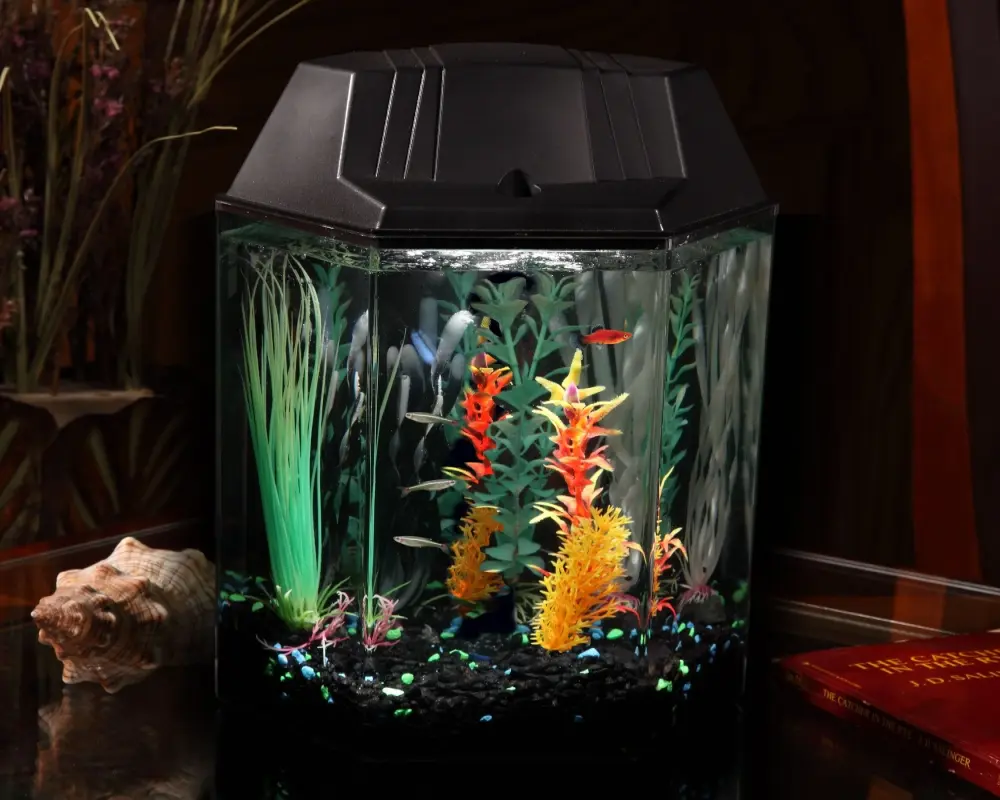 Top mẫu decor bể cá hình lục giác ấn tượng nhất