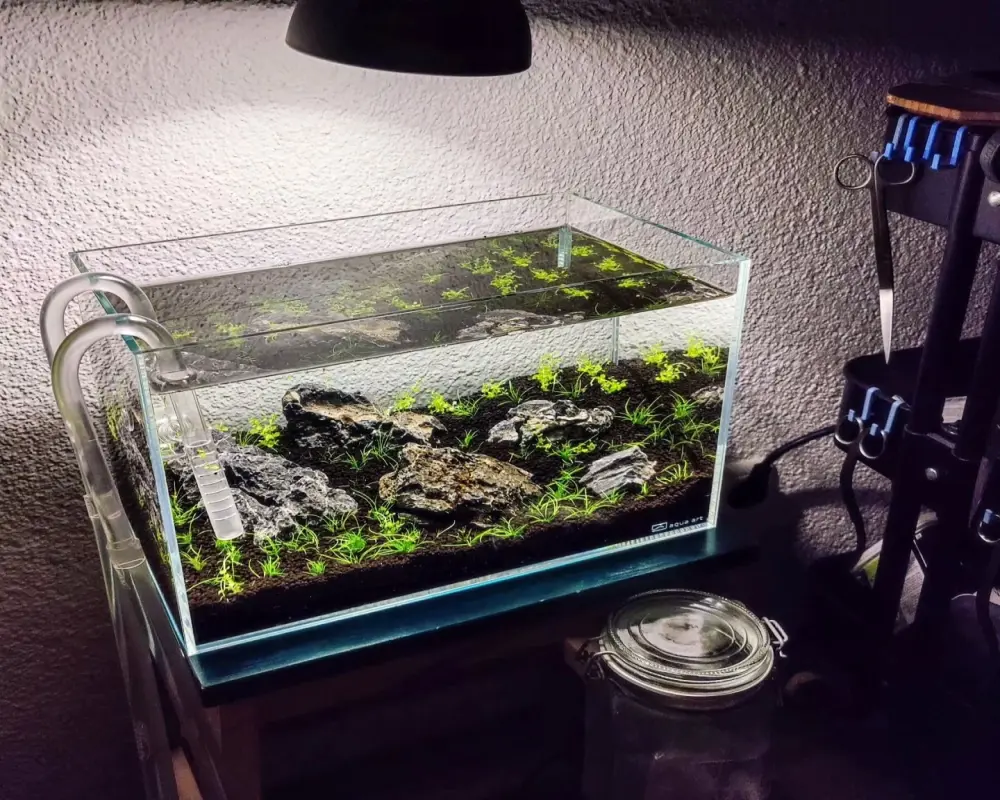 10+ Mẫu bể cá mini tuyệt đẹp cho không gian nhỏ