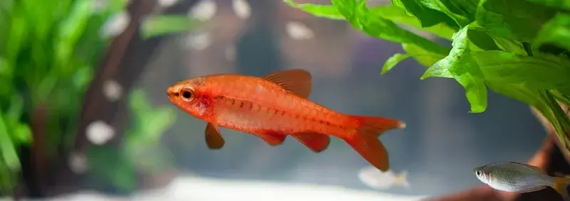 Khám phá vẻ đẹp qua ảnh cá anh đào nuôi trong bể thủy sinh