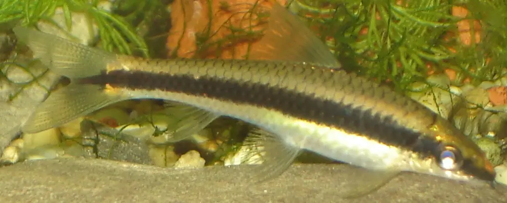 Cá bút chì xuất hiện ấn tượng trong loạt ảnh hiếm gặp