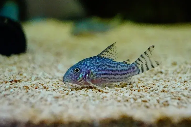 Chiêm ngưỡng bộ ảnh cá chuột cực nét cho dân chơi cá cảnh