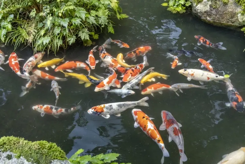 Ảnh cá Koi Việt đẹp ấn tượng khiến dân chơi cá mê mẩn