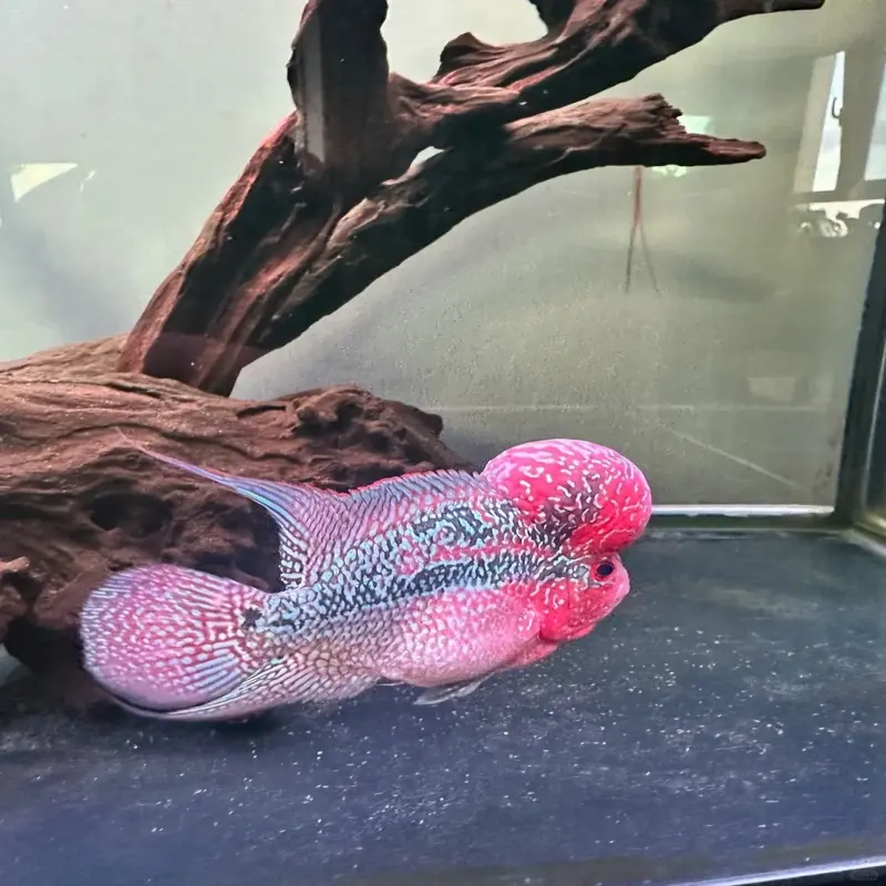 Tuyển chọn ảnh cá La Hán đẹp nhất cho người chơi cá