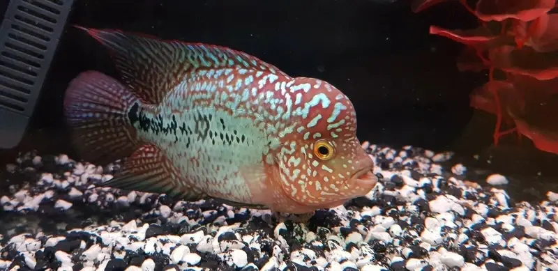 Ảnh cá La Hán King Kamfa đẹp lạ gây bão cộng đồng mạng