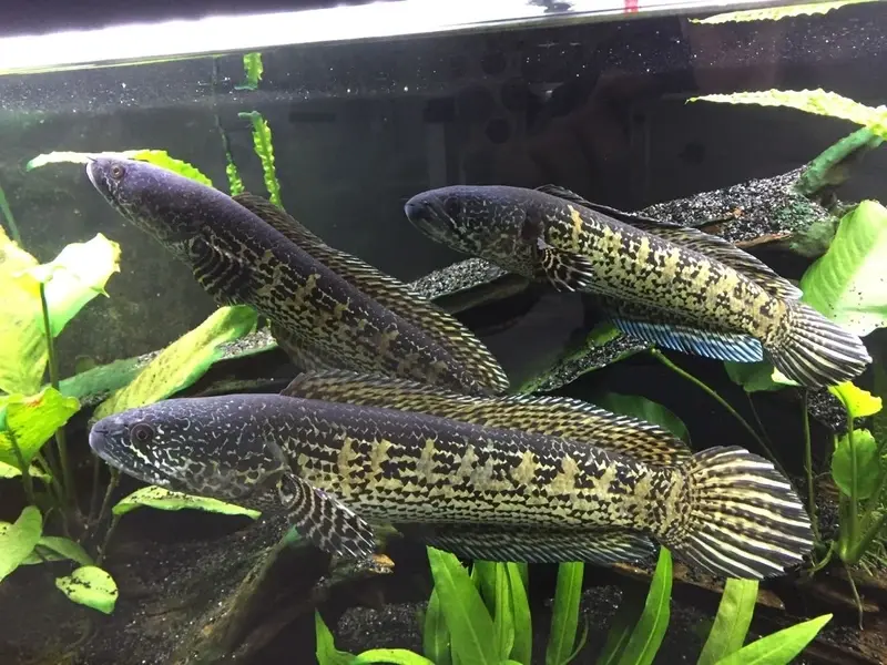 Khám phá vẻ đẹp độc đáo của cá Lóc Nữ Hoàng phong thủy