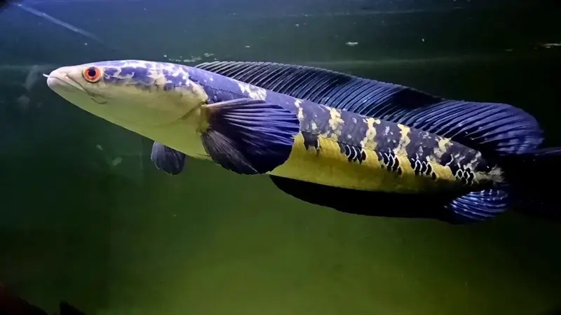 Bộ sưu tập ảnh cá Lóc Vảy Rồng thu hút mọi ánh nhìn