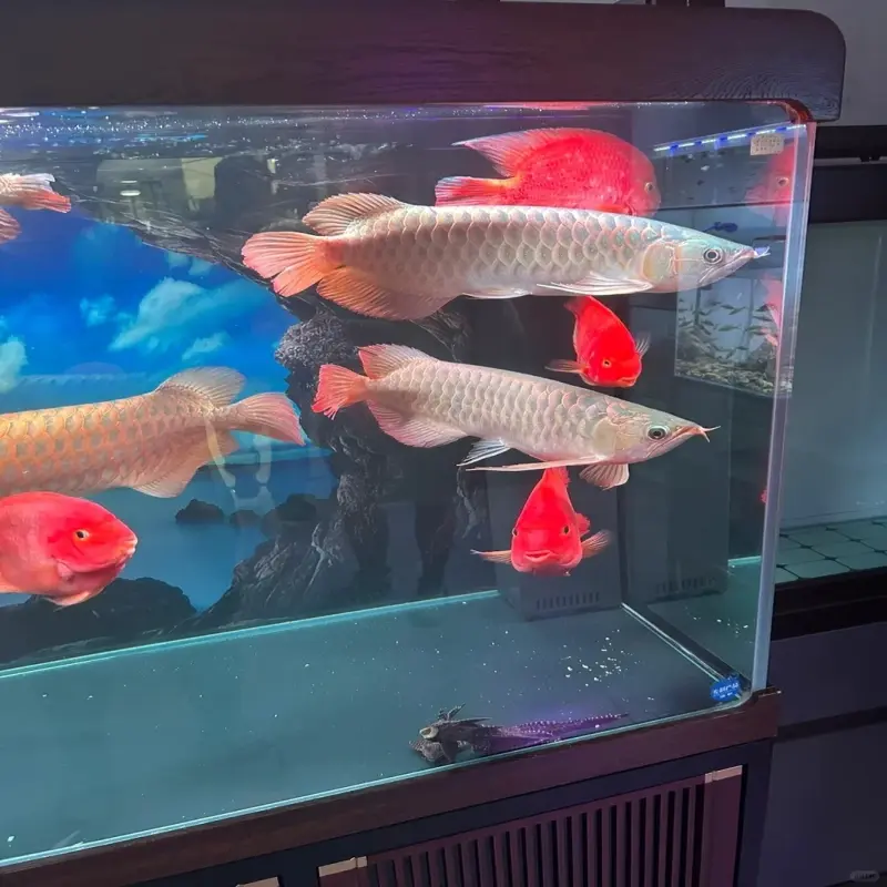 Ngắm nhìn ảnh cá Rồng đẹp mang giá trị phong thủy