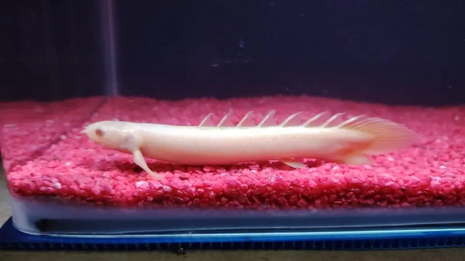 100+ hình ảnh cá rồng cửu sừng đầy sức hút thị giác