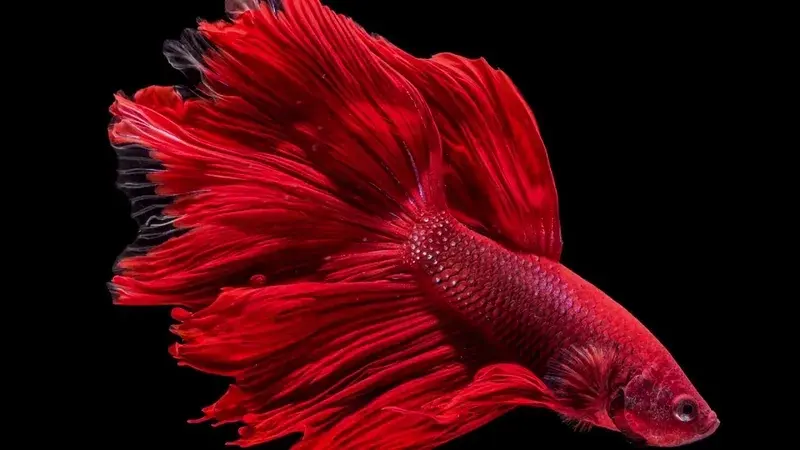 Đặc điểm cá Thia khiến ai cũng muốn sở hữu ngay