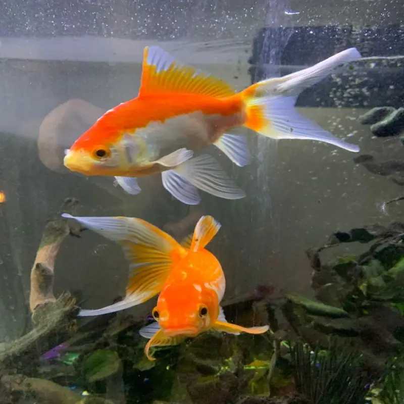 Ngắm nhìn ảnh cá Vàng đẹp được ưa chuộng hiện nay