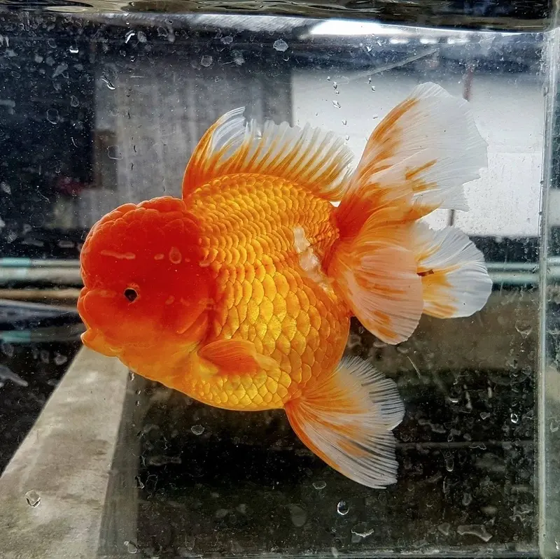 Ngắm nhìn ảnh cá Vàng Oranda đẹp, màu sắc cuốn hút