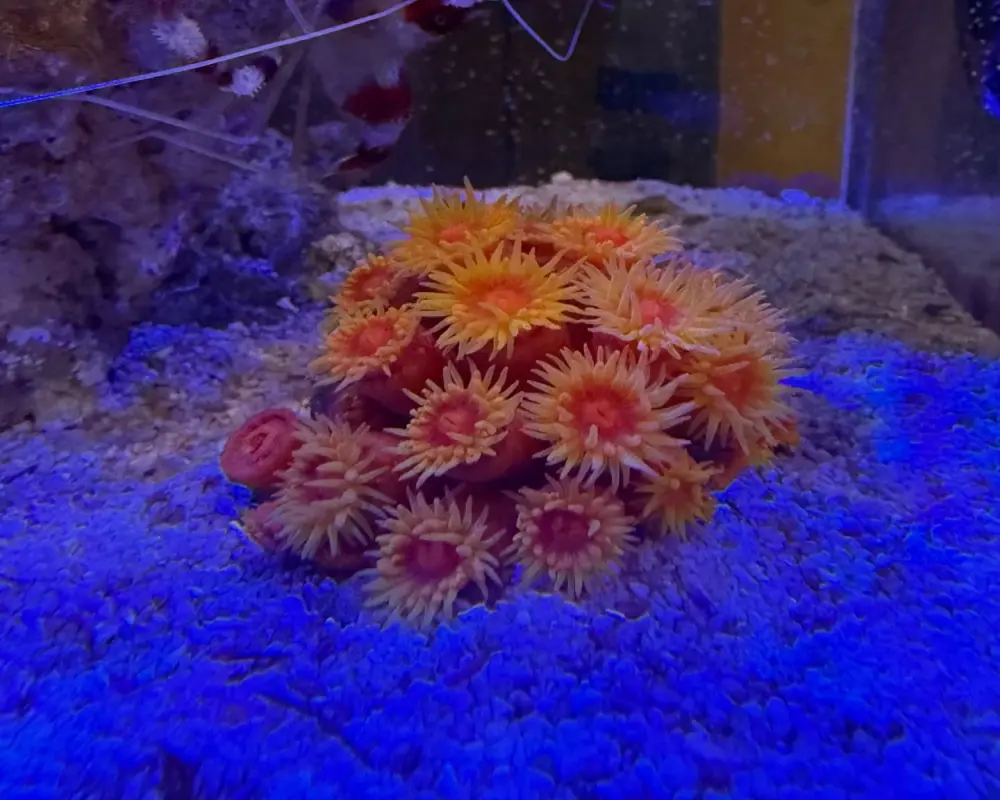 99+ Mẫu decor bể cá với cát trắng trải nền cực đẹp