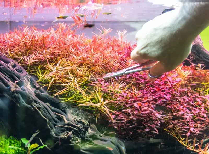 Cây thủy sinh cắt cắm và nghệ thuật tạo vườn hoa dưới nước