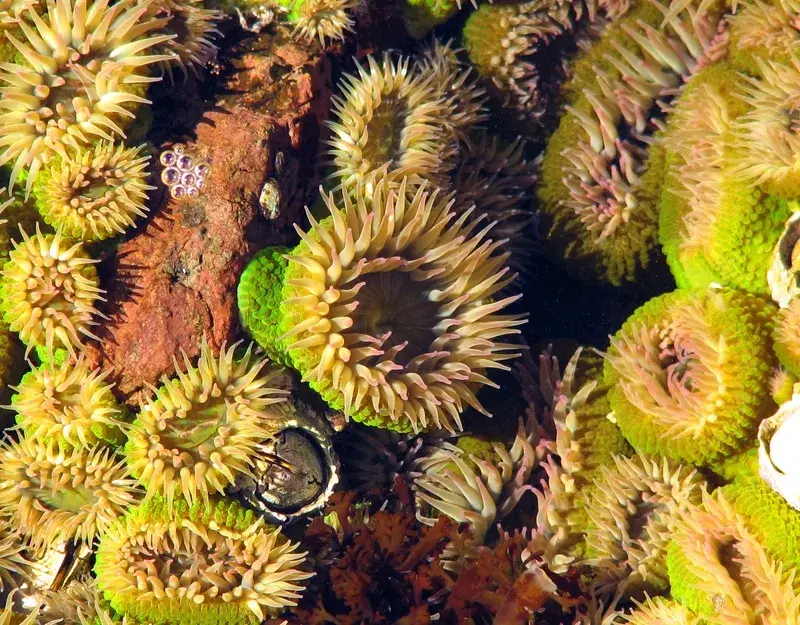 Hải Quỳ rực rỡ và lung linh qua bộ sưu tập ảnh đẹp mắt