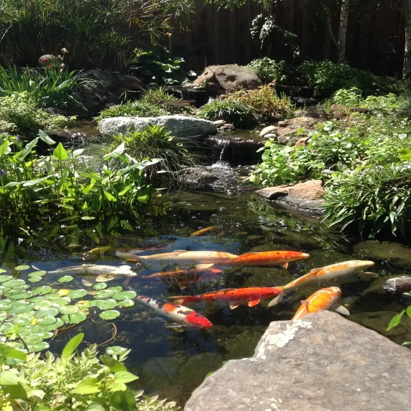 Hồ cá Koi độc đáo cho không gian sân vườn hiện đại