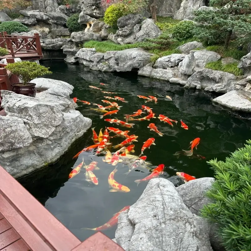 Chiêm ngưỡng hồ cá Koi đẹp phong thủy mang may mắn