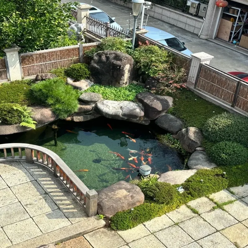 Tuyển chọn ảnh hồ cá Koi mini đẹp cho sân vườn nhỏ