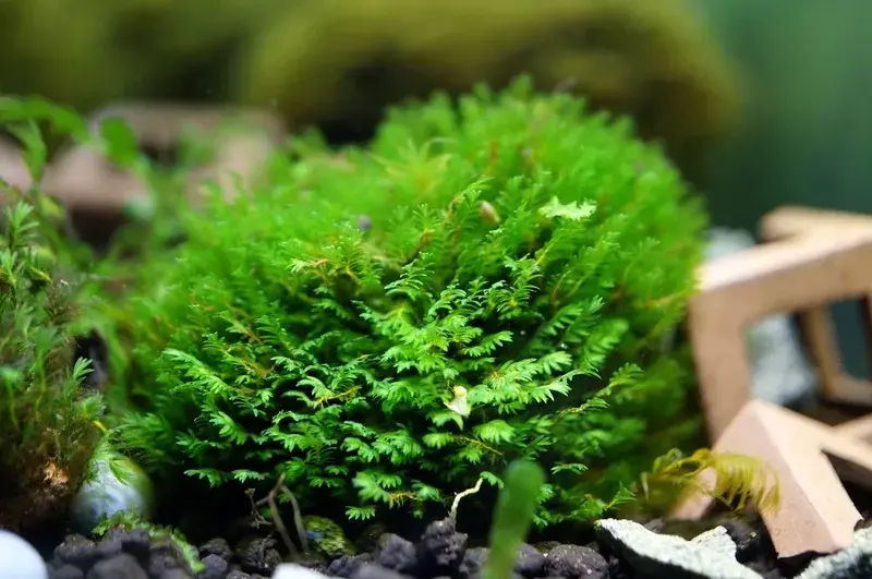 50+ mẫu rêu Minifiss trải nền tuyệt đẹp cho hồ thủy sinh