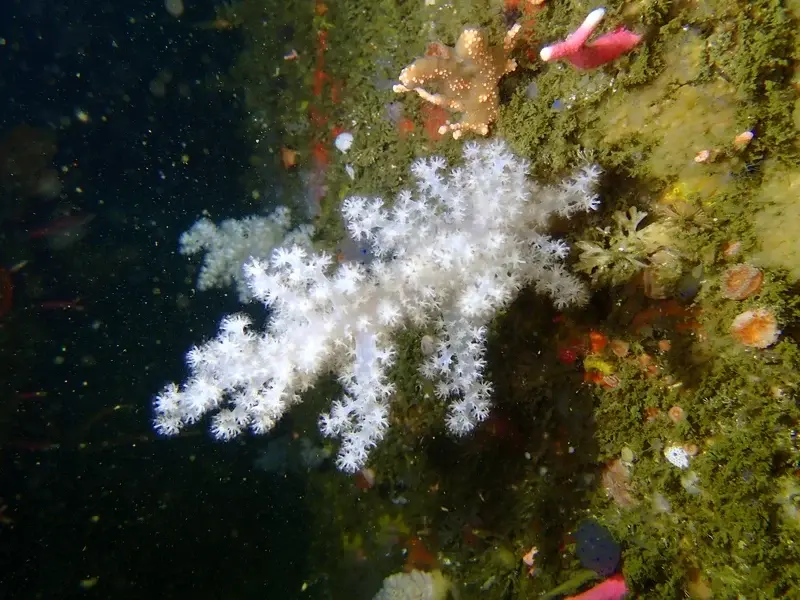 Tổng hợp hình ảnh san hô mềm sống động trong hồ cá biển