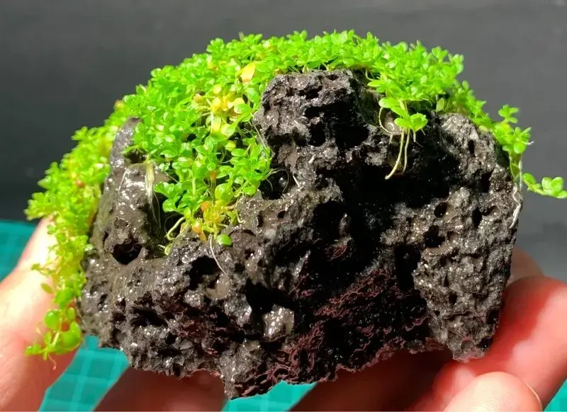 Thảm trân châu ngọc trai - Nghệ thuật kiến tạo đồng cỏ xanh