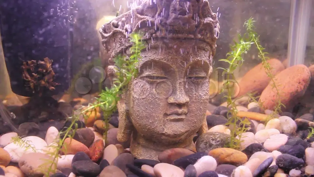 Top mẫu tượng trang trí bể cá nâng tầm không gian