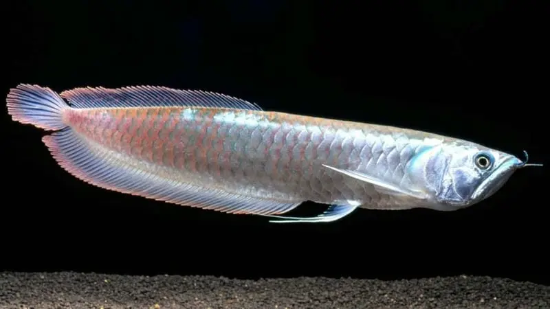94+ Cá ngân long thu hút ánh nhìn nhờ sắc bạc lấp lánh