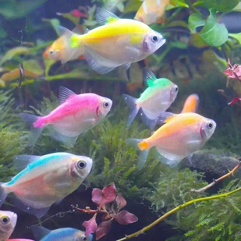 50+ ảnh Cá Cánh Buồm đẹp nổi bật cực kỳ  hút mắt cho bể cá