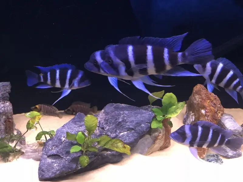 Ngắm 55+ hình Cá Đầu Bò với màu sắc rất nổi bật và ấn tượng