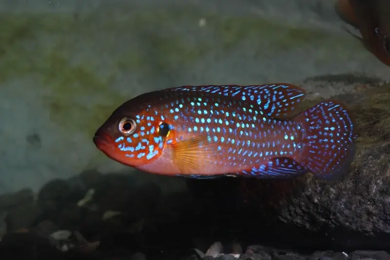 Ngắm 55+ ảnh Cá Kim Cương Đỏ sắc đỏ cực nổi bật và cuốn hút