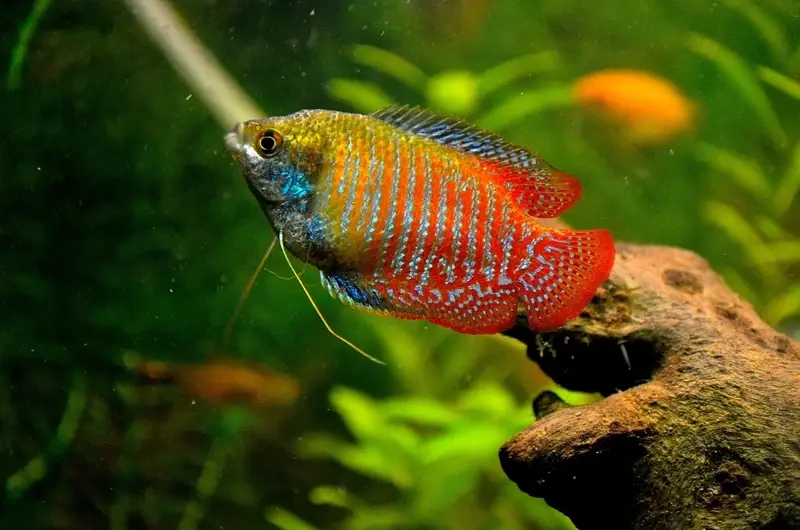 Tổng hợp 65+ ảnh Cá Sặc Gấm nhiều màu cực ấn tượng