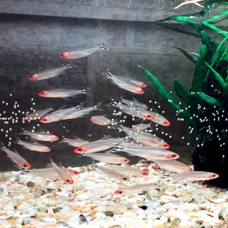 55+ Cá Sóc Đầu Đỏ đẹp, nuôi bể thủy sinh rất nổi bật