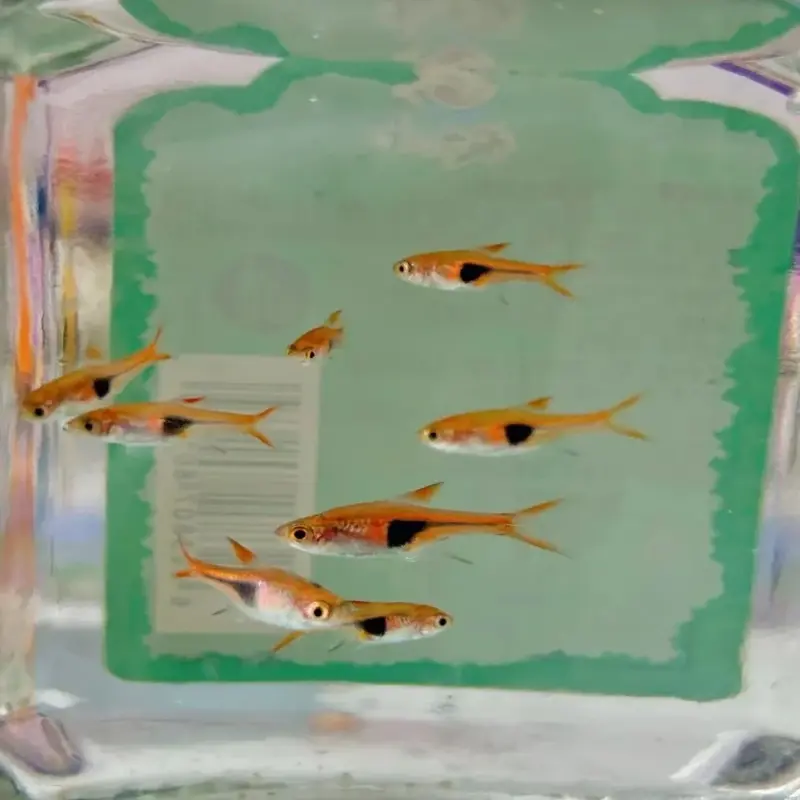 Bộ ảnh 50+ Cá Tam Giác Vàng sống động từng khung hình