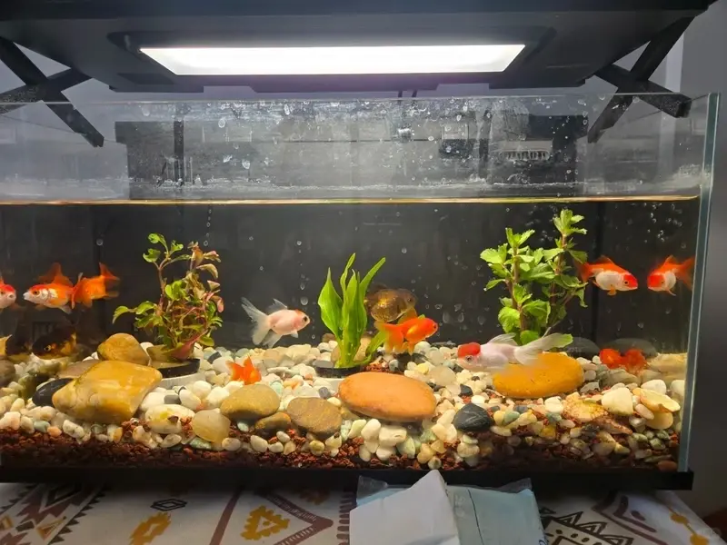 55+ Hồ thủy sinh đá cuội đẹp tự nhiên cho không gian