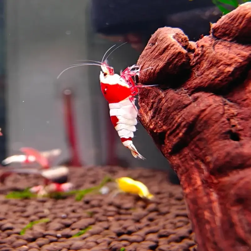 Ngắm 80+ ảnh chụp Tép Đỏ Crystal đẹp và rất hút mắt