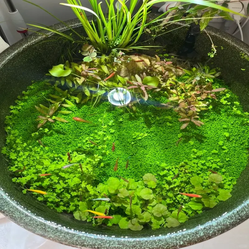 Chiêm ngưỡng bể cá thảm cây thủy sinh cực kỳ ấn tượng