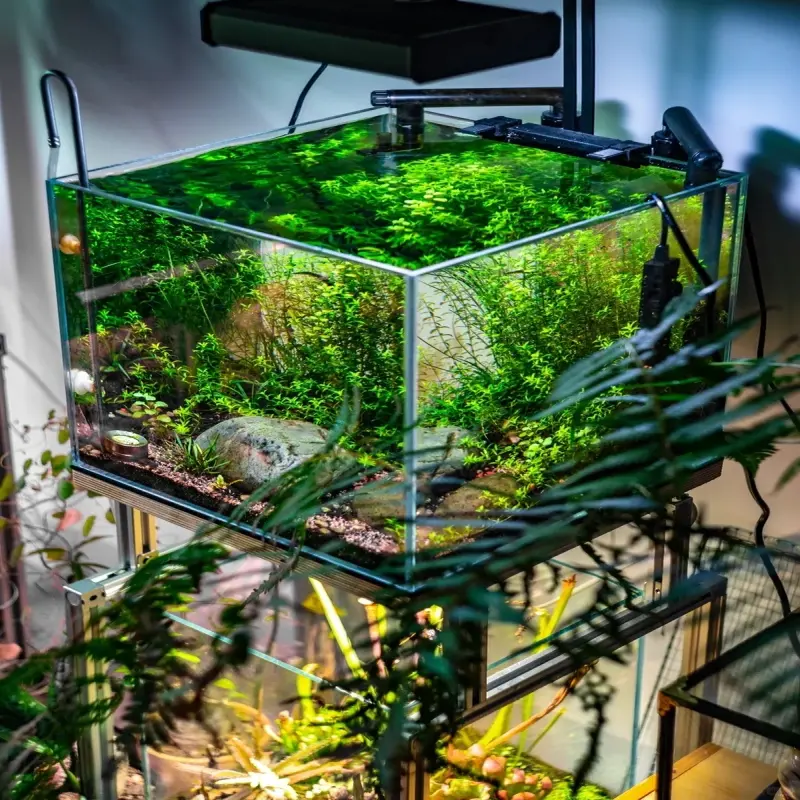 Chiêm ngưỡng bể cá thủy sinh phong cách Zen tuyệt đẹp