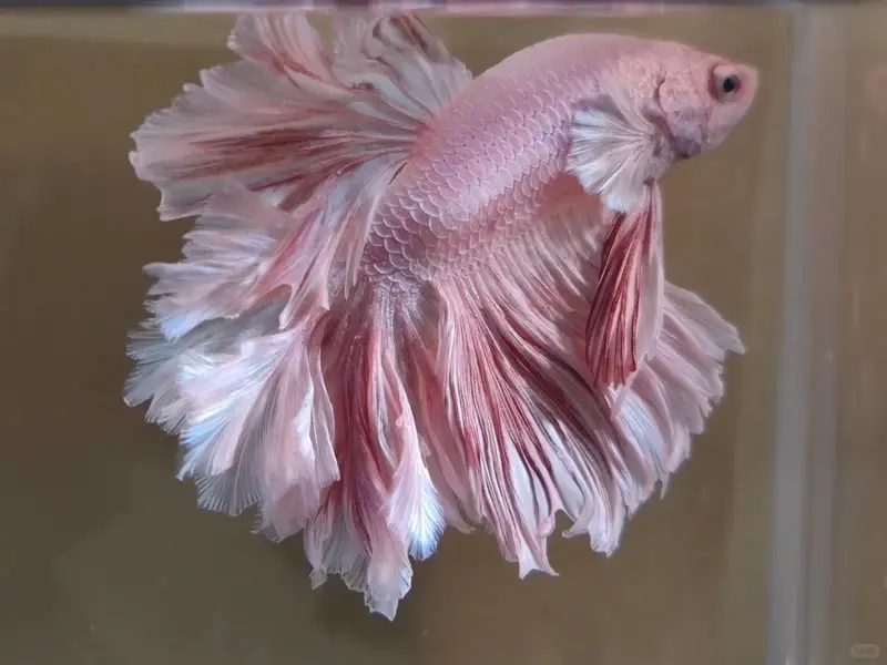 Chiêm ngưỡng ảnh cá Betta Halfmoon rực rỡ đầy nghệ thuật