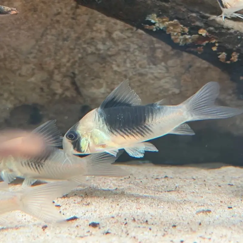 Ảnh cá chuột Cory đẹp hiếm gặp khiến dân chơi cá mê mẩn