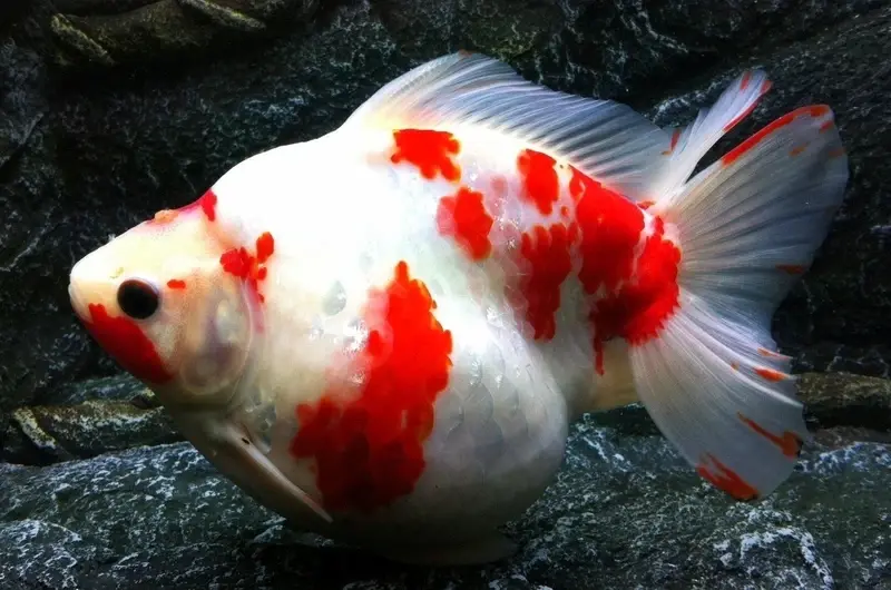 Cá vàng Ryukin đẹp mê hoặc với thân tròn và bướu lưng