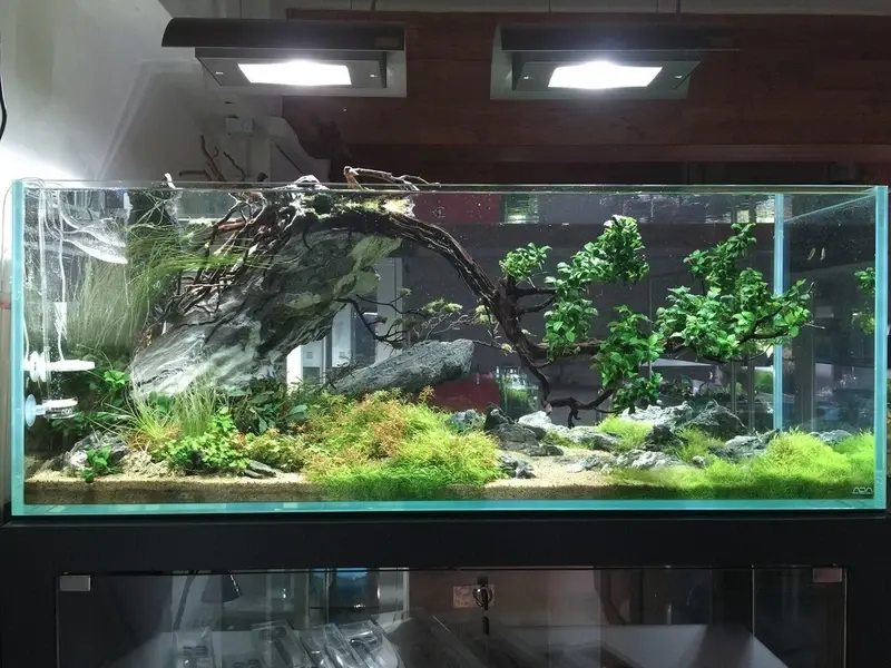 Hồ thủy sinh aquascape nghệ thuật thiên nhiên trong bể kính