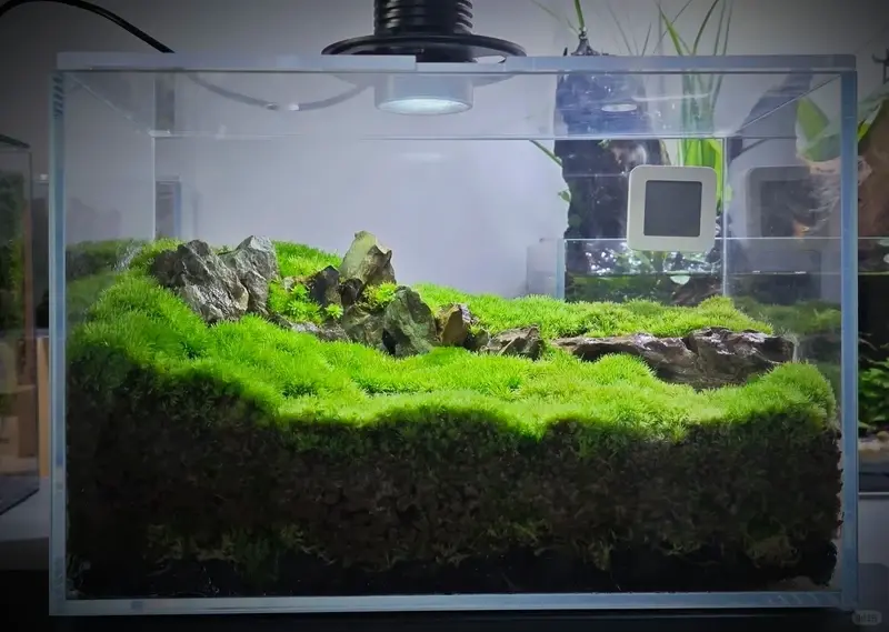 Hồ thủy sinh rêu xanh phong cách thiên nhiên cực cuốn hút