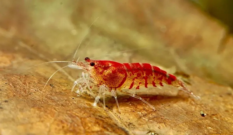 Bộ ảnh tép Sulawesi Cardinal nổi bật trong hồ thủy sinh