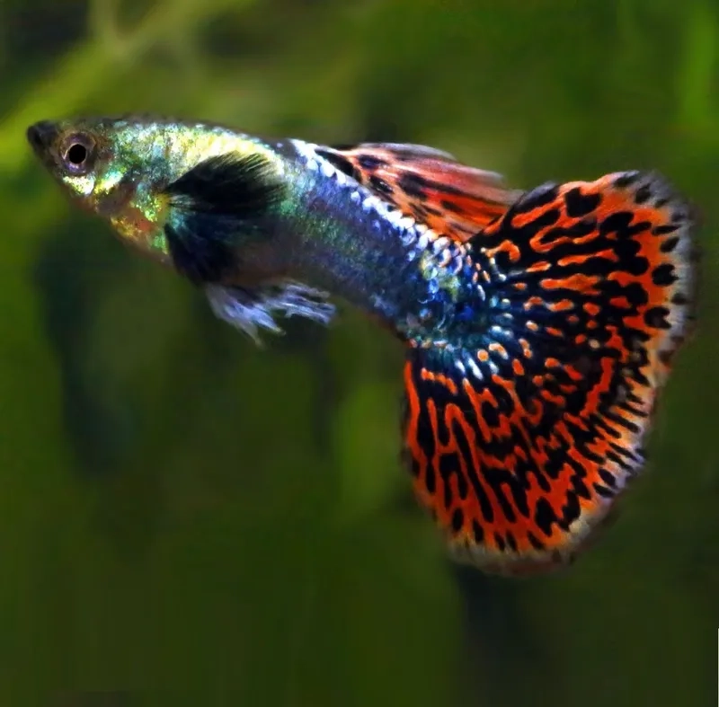 Cá bảy màu đẹp nổi bật trong bể kính mini