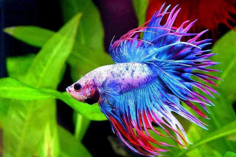 Cá Betta ăn gì đúng cách giúp cá sung và bền màu