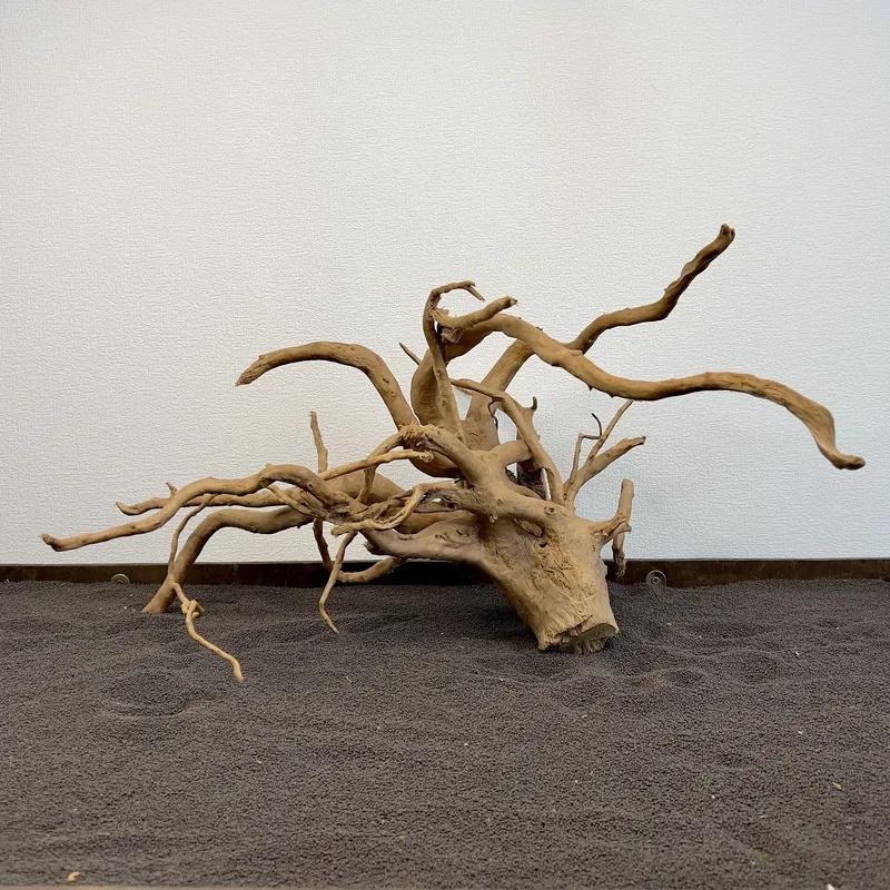 Xem các bố cục lũa đỗ quyên đẹp