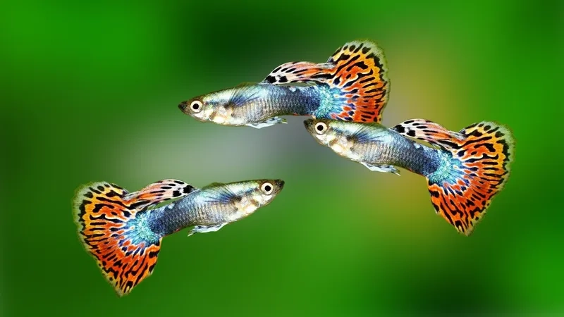 Giá cá bảy màu đa dạng phù hợp nhiều người chơi